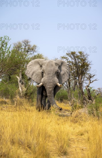Elephant (Loxodonta africana) in dry grass, bull, Xakanaxa, Moremi Game Reserve, Botswana