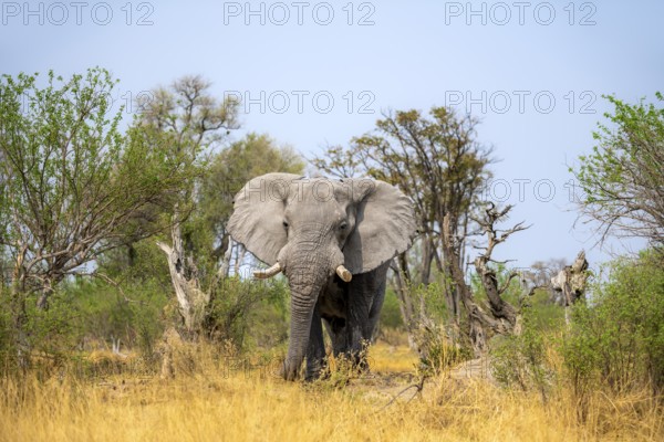 Elephant (Loxodonta africana) in dry grass, bull, Xakanaxa, Moremi Game Reserve, Botswana