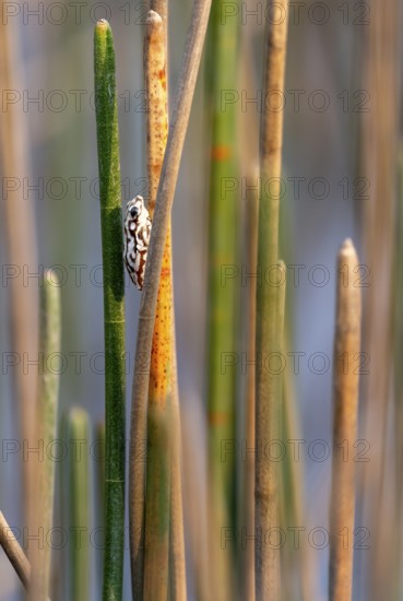 Marble reed frog (Hyperolius marmoratus), white patterned frog sitting on a papyrus, Xakanaxa Lagoon, Okavango Delta, Moremi Game Reserve, Botswana