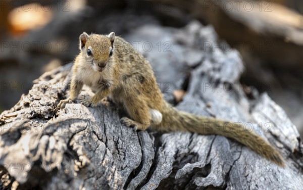 Ochre-footed bush squirrel (Paraxerus cepapi) on a branch, Xakanaxa, Okavango Delta, Moremi Game Reserve, Botswana