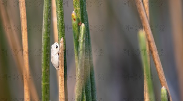 Marble reed frog (Hyperolius marmoratus), white frog sitting on a papyrus, Xakanaxa Lagoon, Okavango Delta, Moremi Game Reserve, Botswana
