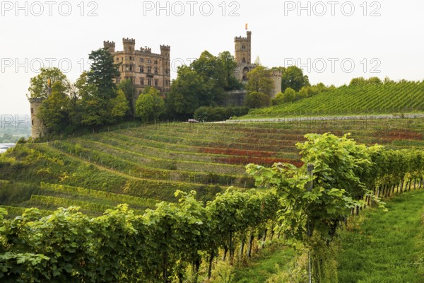 Castle and autumnal vineyards, Ortenberg Castle, Ortenberg, Kinzigtal, Ortenau, Black Forest, Baden-Württemberg, Germany