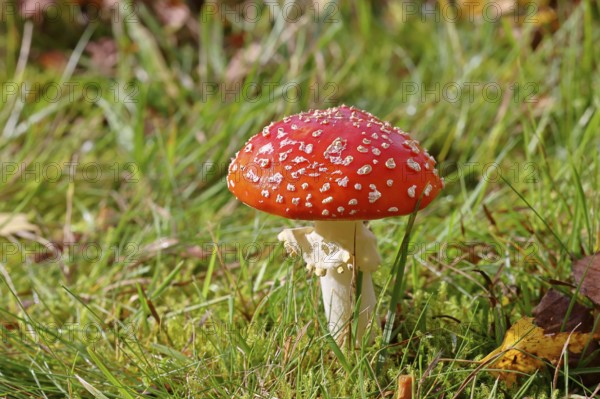 Red fly agaric (Amanita muscaria), fruiting body, in a meadow, close-up, Wilnsdorf, North Rhine-Westphalia, Germany