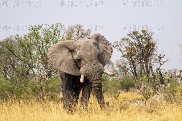 Elephant (Loxodonta africana) in dry grass, bull, Xakanaxa, Moremi Game Reserve, Botswana