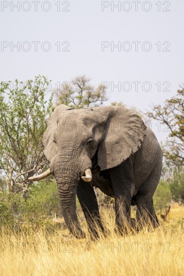 Elephant (Loxodonta africana) in dry grass, bull, Xakanaxa, Moremi Game Reserve, Botswana