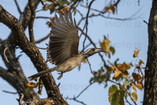 Grey Hornbill (Lophoceros nasutus, synonym: Tockus nasutus), also known as White-crested Hornbill, in flight, Xakanaxa, Okavango Delta, Moremi Game Reserve, Botswana