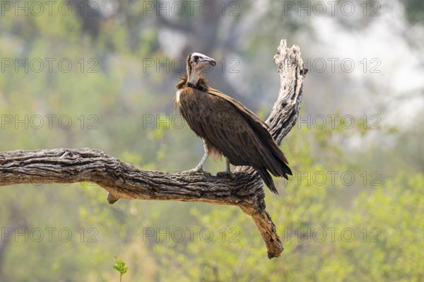 Black-capped vulture (Necrsoyrtes monachus) sitting on a branch, Xakanaxa, Okavango Delta, Moremi Game Reserve, Botswana