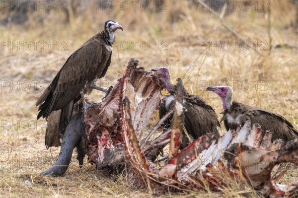 Black-capped vulture (Necrsoyrtes monachus) on a carcass, carrion of a dead buffalo, Xakanaxa, Okavango Delta, Moremi Game Reserve, Botswana