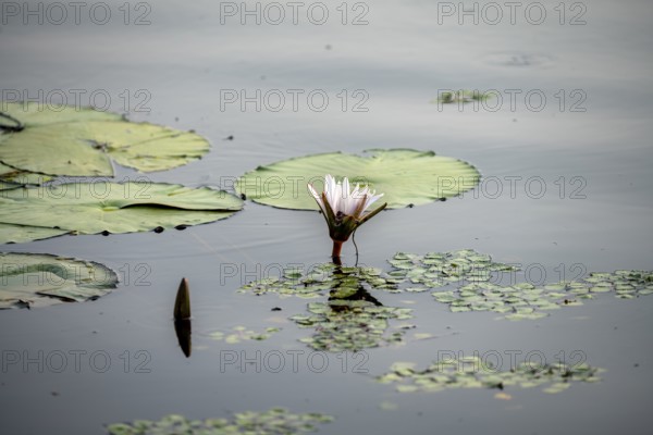 Flowering water lily (Nymphaea) in the water, Xakanaxa Lagoon, Okavango Delta, Moremi Game Reserve, Botswana