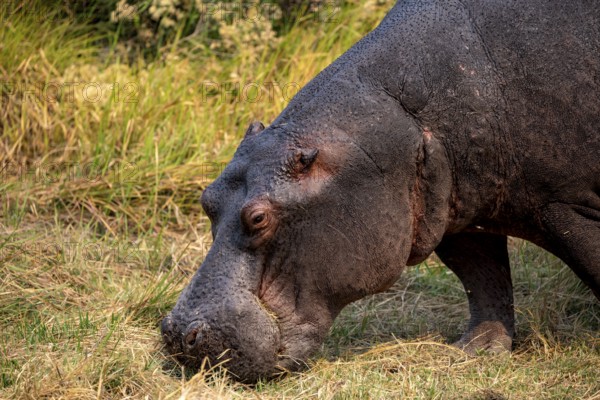 Hippopotamus (Hippopatamus amphibius), grazing in a meadow, animal portrait, Okavango Delta, Moremi Game Reserve, Botswana