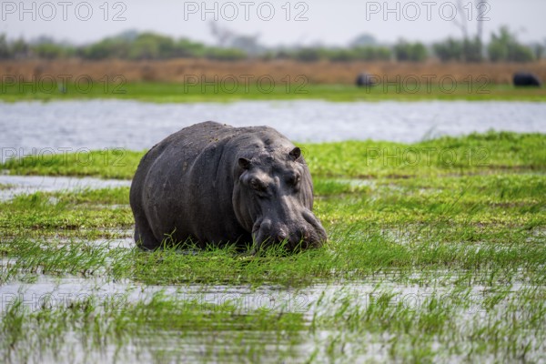Hippopotamus (Hippopatamus amphibius), grazing in the shallow water of a lake, Okavango Delta, Moremi Game Reserve, Botswana