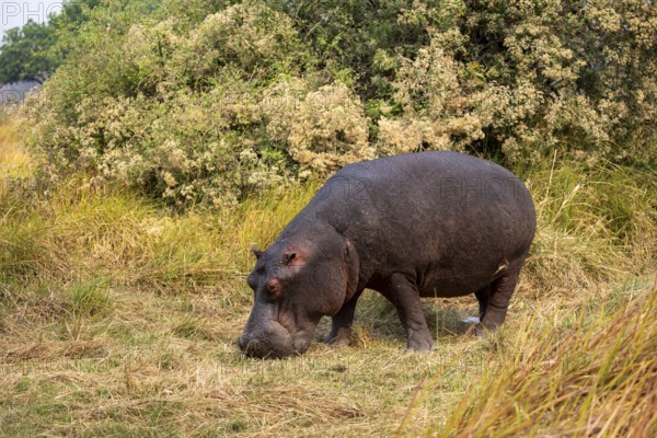 Hippopotamus (Hippopatamus amphibius), grazing in a meadow, Okavango Delta, Moremi Game Reserve, Botswana