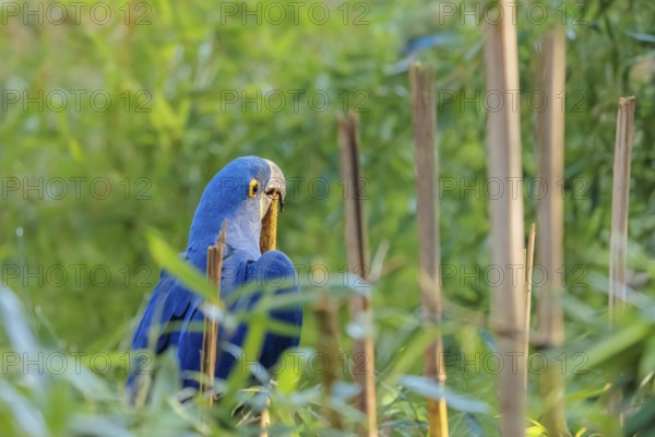A hyacinth macaw (Anodorhynchus hyacinthinus) sits in dense green vegetation and nibbles on dry straws. Central and eastern South America