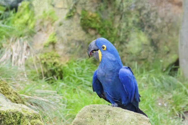 A hyacinth macaw (Anodorhynchus hyacinthinus) sits on a rock lying on a green meadow. Central and eastern South America