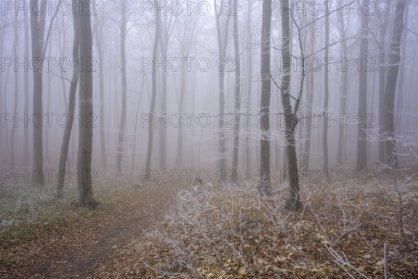 Fog and hoarfrost in the forest, Hoher Lindkogel, Lower Austria, Austria