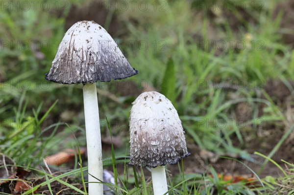 Crested tintling (Coprinus comatus), at the edge of the forest, fruiting body with cap, close-up, Wilnsdorf, North Rhine-Westphalia, Germany