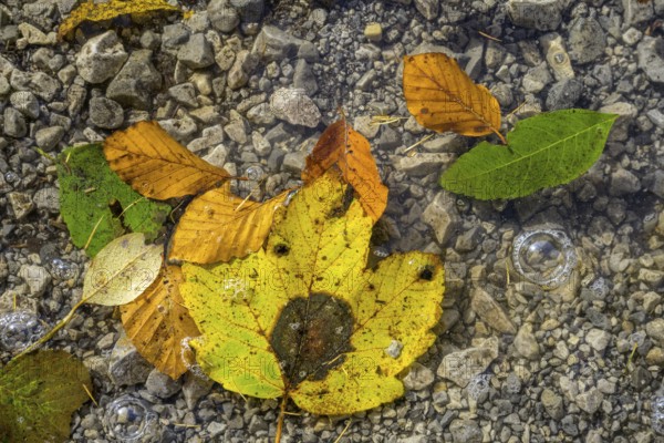 Leaves and air bubbles in water at Leopoldsteinersee, Eisenerz, Styria, Austria