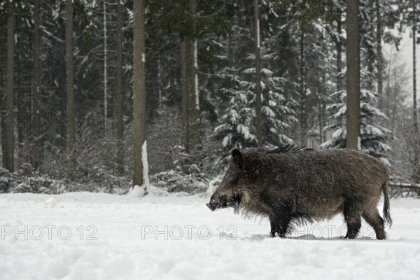 While it is snowing, a wild boar (Sus scrofa) searches for food in a snow-covered forest meadow, winter, Germany