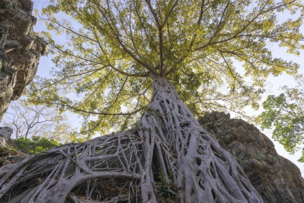 Tetrameles (Tetrameles nudiflora), tree conquers with its roots the ruins of the temple complex of Ta Prohm, Angkor Thom, UNESCO World Heritage Site, Siem Reap, Cambodia