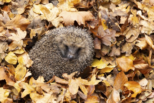 European hedgehog (Erinaceus europaeus) adult animal sleeping on fallen autumn leaves, England, United Kingdom