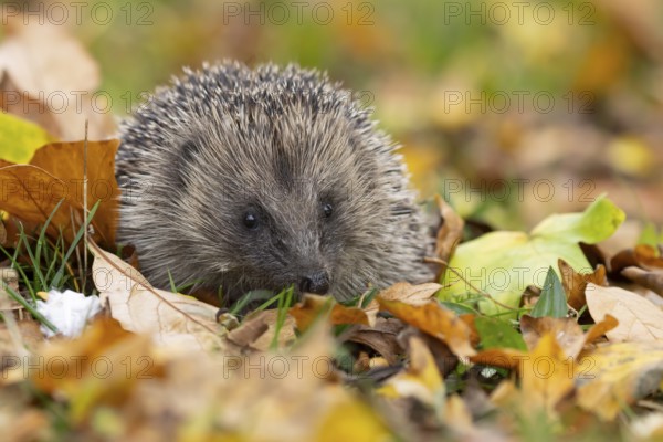 European hedgehog (Erinaceus europaeus) adult animal on fallen autumn leaves on a garden grass lawn, England, United Kingdom