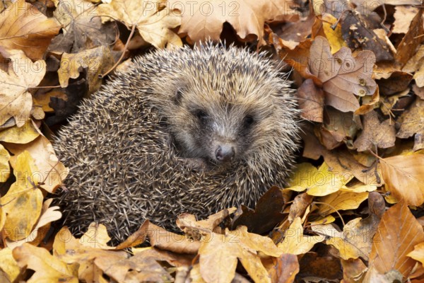 European hedgehog (Erinaceus europaeus) adult animal resting on fallen autumn leaves, England, United Kingdom