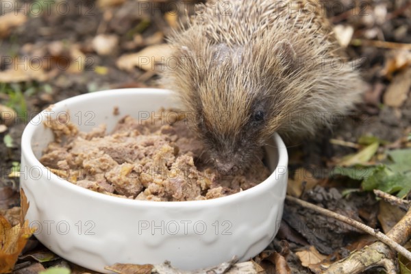 European hedgehog (Erinaceus europaeus) adult animal feeding on food from a bowl in a garden, England, United Kingdom