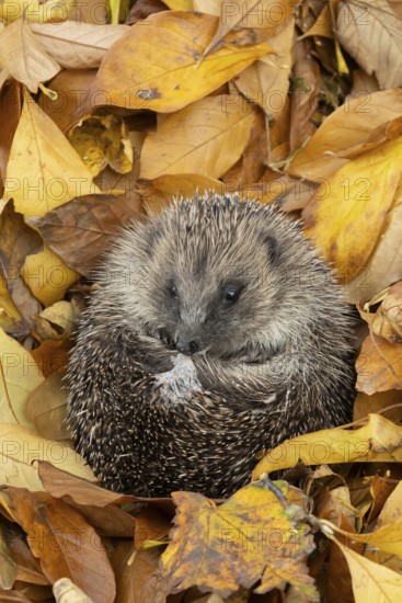 European hedgehog (Erinaceus europaeus) adult animal on fallen autumn leaves, England, United Kingdom
