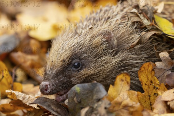 European hedgehog (Erinaceus europaeus) adult animal emerging from fallen autumn leaves, England, United Kingdom