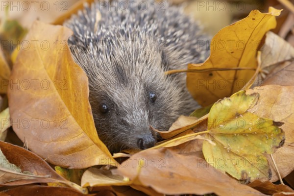 European hedgehog (Erinaceus europaeus) adult animal amongst fallen autumn leaves, England, United Kingdom