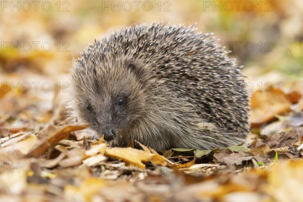 European hedgehog (Erinaceus europaeus) adult animal on fallen autumn leaves, England, United Kingdom