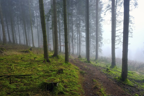 Winterberg, Sauerland, North Rhine-Westphalia, Germany - cloud forest on the hiking trail Sweden-Steig W1, forest near Winterberg-Schmallenberg, spruces in fog, moss on the forest floor