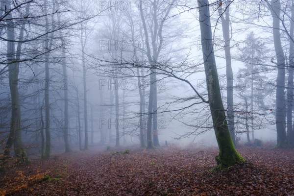 Winterberg, Sauerland, North Rhine-Westphalia, Germany - cloud forest on the Sweden-Steig W1 hiking trail, forest near Winterberg-Schmallenberg, bare trees in fog, leaves lying on the forest floor