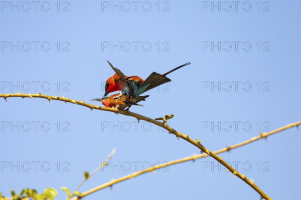 Carmine Bee-eater (Merops nubicus) mating South Luangwa NP Zambia August