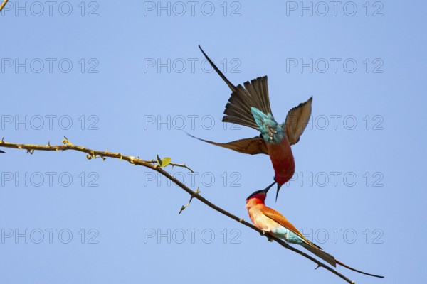 Carmine Bee-eater (Merops nubicus) South Luangwa NP Zambia August