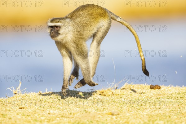 Vervet Monkey (Cercopithecus aethiops) South Luangwa NP Zambia August