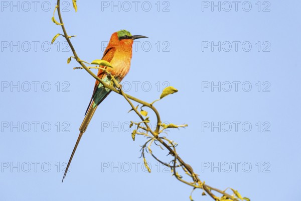 Carmine Bee-eater (Merops nubicus) South Luangwa NP Zambia August