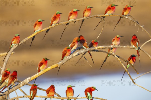 Carmine Bee-eater (Merops nubicus) Gathering at thebreeding ground South Luangwa NP Zambia August