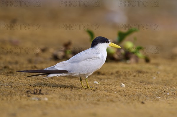 Tern with yellow beak on sandy ground, surrounded by a little green vegetation, Large-billed Tern (Phaetusa simplex), Rio Negro, Pantanal, UNESCO Biosphere Reserve, Mato Grosso, Brazil