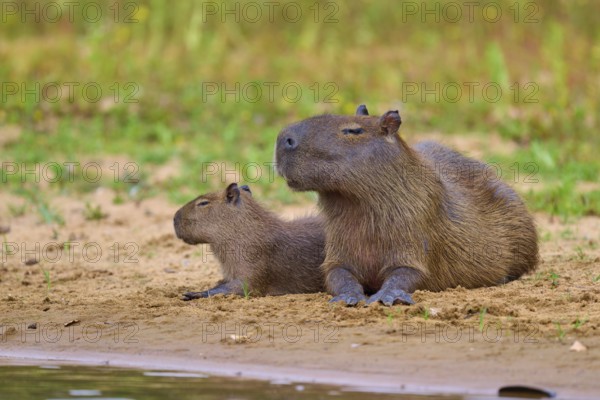 Two capybaras lie on the riverbank and enjoy the peaceful nature, Capybara, capybara (Hydrochoerus hydrochaeris), Rio Negro, Pantanal, UNESCO Biosphere Reserve, Mato Grosso, Brazil