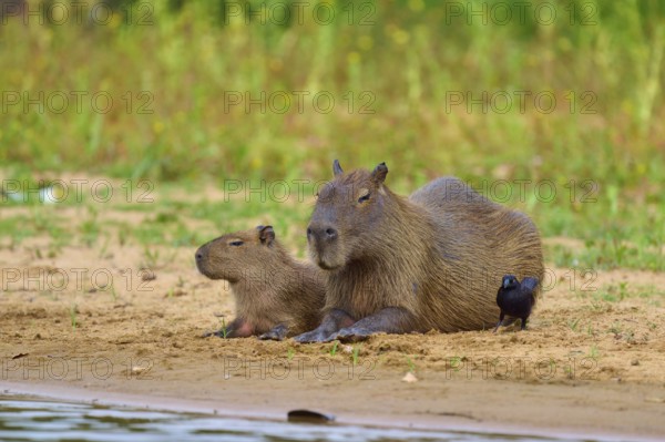 Capybaras lying quietly on the bank, bird near them, Capybara, capybara (Hydrochoerus hydrochaeris), giant cowbird (Molothrus oryzivorus), Rio Negro, Pantanal, UNESCO Biosphere Reserve, Mato Grosso, Brazil