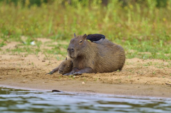 Capybara with closed eyes on the bank, the bird is sitting on its back, Capybara, capybara (Hydrochoerus hydrochaeris), giant cowbird (Molothrus oryzivorus), Rio Negro, Pantanal, UNESCO Biosphere Reserve, Mato Grosso, Brazil
