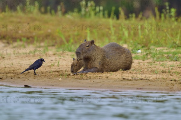 Two capybaras lying on the riverbank next to a bird, surrounded by green vegetation, Capybara, capybara (Hydrochoerus hydrochaeris), giant cowbird (Molothrus oryzivorus), Rio Negro, Pantanal, UNESCO Biosphere Reserve, Mato Grosso, Brazil