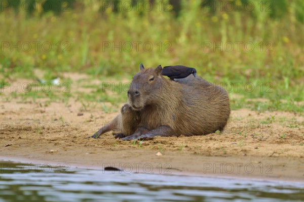 Bird sitting on Capybara on the river bank, peaceful scene in nature, Capybara, capybara (Hydrochoerus hydrochaeris), giant cowbird (Molothrus oryzivorus), Rio Negro, Pantanal, UNESCO Biosphere Reserve, Mato Grosso, Brazil