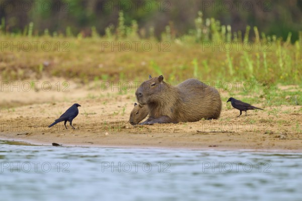 Capybara lying on the bank with birds, creates a relaxed natural atmosphere, Capybara, capybara (Hydrochoerus hydrochaeris), giant cowbird (Molothrus oryzivorus), Rio Negro, Pantanal, UNESCO Biosphere Reserve, Mato Grosso, Brazil