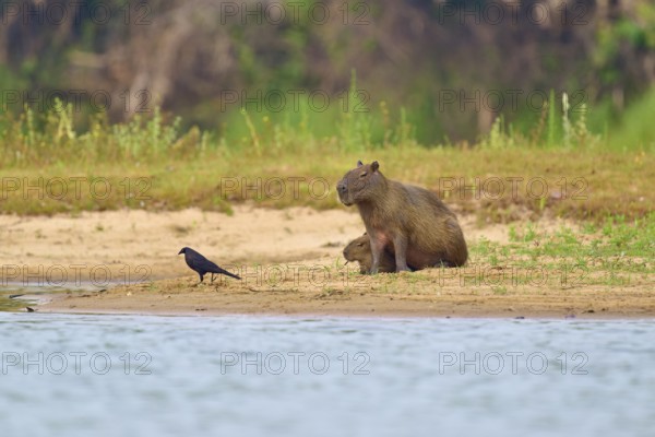 A bird approaches the Capybara family on the sandy bank, Capybara, capybara (Hydrochoerus hydrochaeris), giant cowbird (Molothrus oryzivorus), Rio Negro, Pantanal, UNESCO Biosphere Reserve, Mato Grosso, Brazil