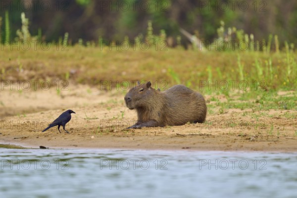 A capybara lying next to a bird on the riverbank in a natural environment, capybara, capybara, capybara (Hydrochoerus hydrochaeris), giant cowbird (Molothrus oryzivorus), Rio Negro, Pantanal, UNESCO Biosphere Reserve, Mato Grosso, Brazil