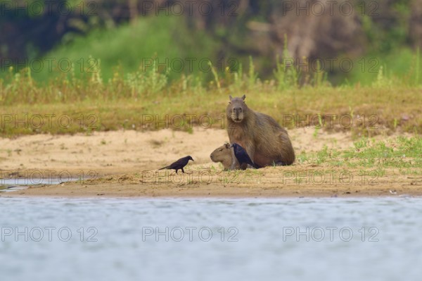 Capybara relaxing on the riverbank with three birds nearby, Capybara, capybara (Hydrochoerus hydrochaeris), giant cowbird (Molothrus oryzivorus), Rio Negro, Pantanal, UNESCO Biosphere Reserve, Mato Grosso, Brazil