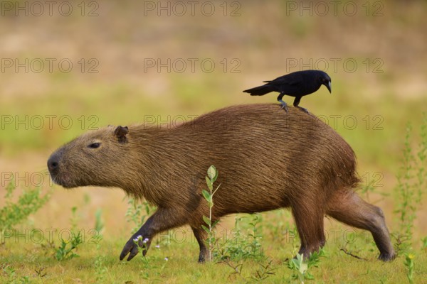 A bird sits on a capybara, surrounded by green nature, Capybara, capybara (Hydrochoerus hydrochaeris), giant cowbird (Molothrus oryzivorus), Rio Negro, Pantanal, UNESCO Biosphere Reserve, Mato Grosso, Brazil
