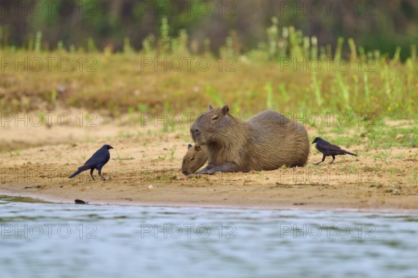 A capybara with a young one and two birds on the riverbank, natural tranquillity, capybara, capybara (Hydrochoerus hydrochaeris), giant cowbird (Molothrus oryzivorus), Rio Negro, Pantanal, UNESCO Biosphere Reserve, Mato Grosso, Brazil